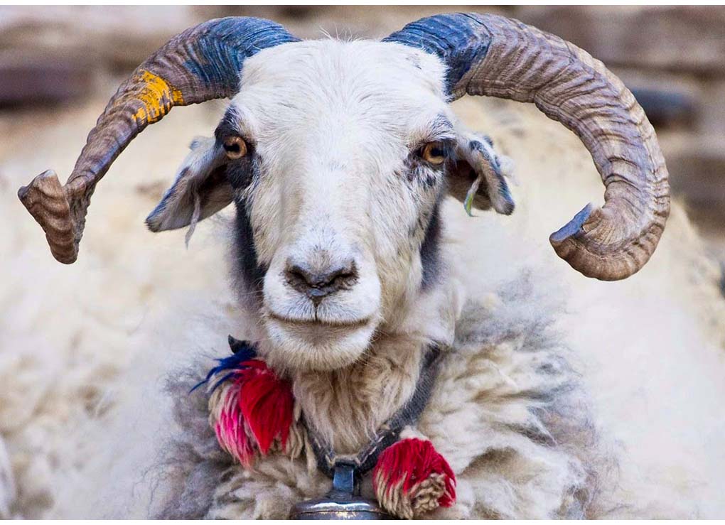 Great Tibetan Sheep